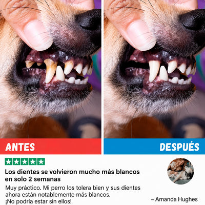 Kit Dental para Perros