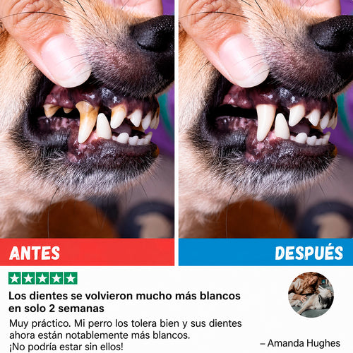 Kit Dental para Perros
