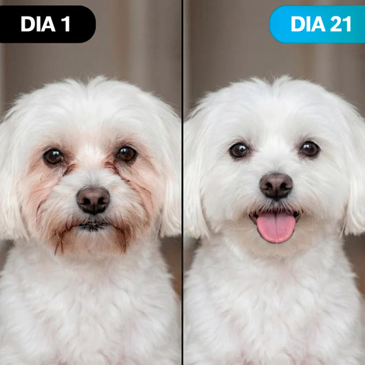 Kit de Toallitas Oculares para Perros