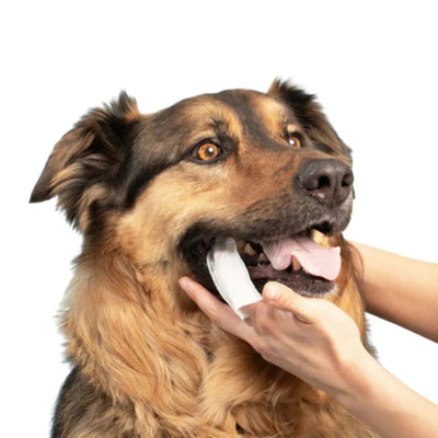 Kit Dental para Perros